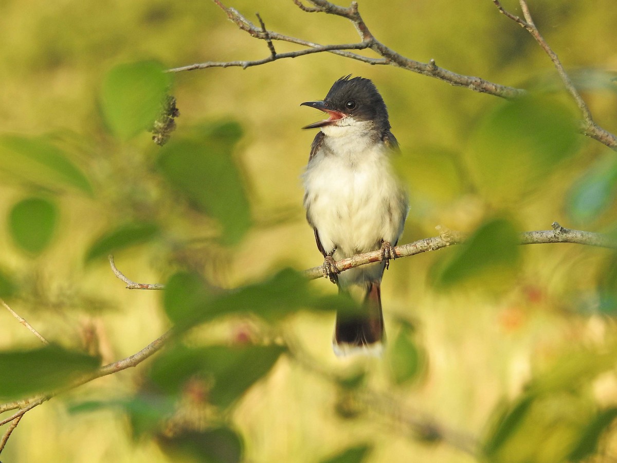 Eastern Kingbird - ML595985741