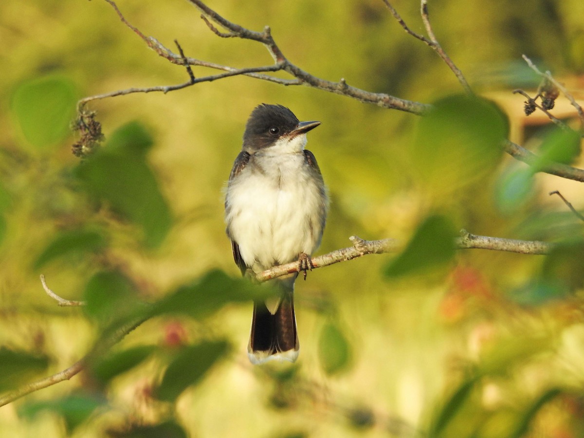 Eastern Kingbird - ML595985761