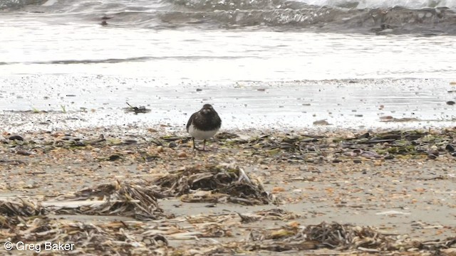 Black Turnstone - ML595985941