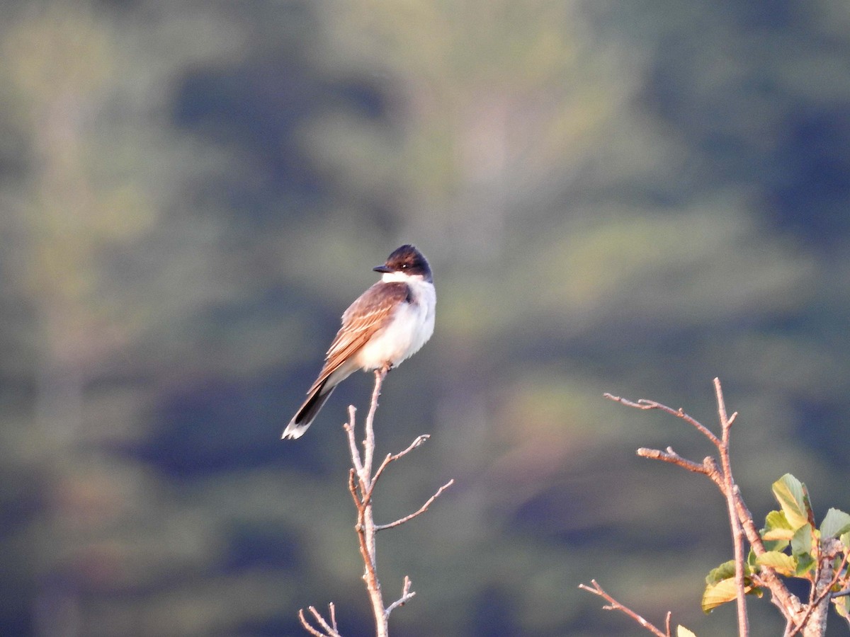 Eastern Kingbird - ML595986021