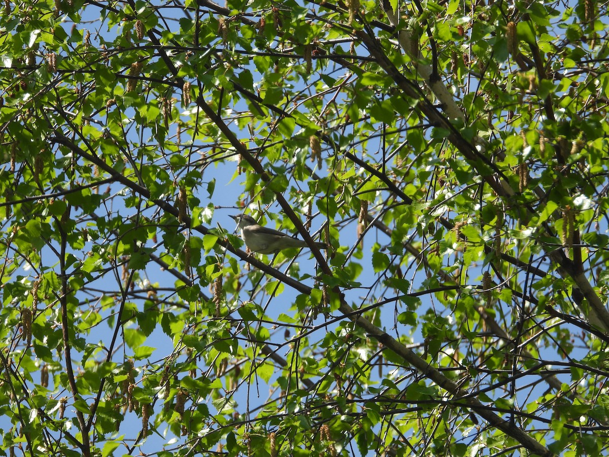 Lesser Whitethroat (Lesser) - ML595986331