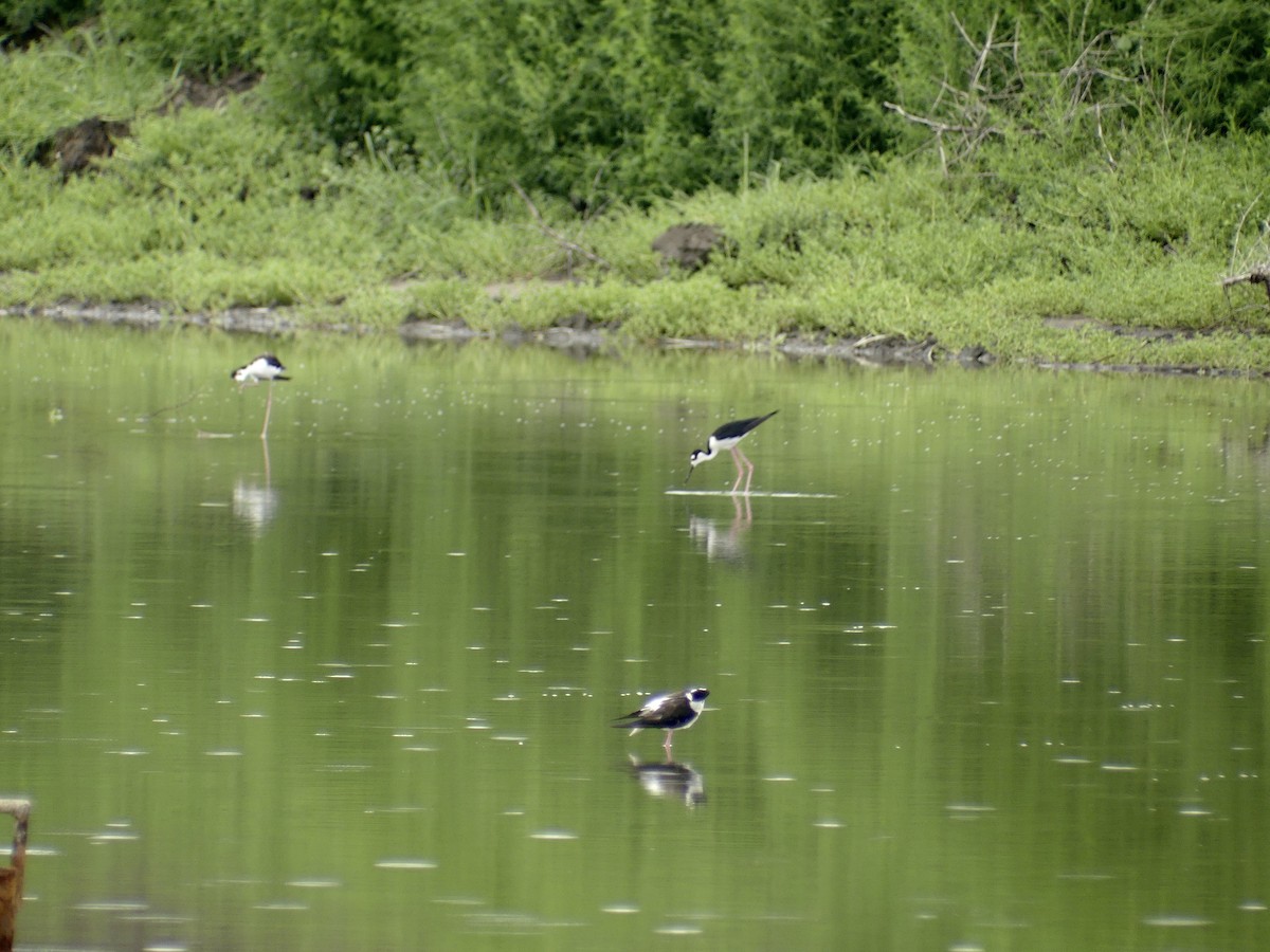 Black-necked Stilt - ML595986441