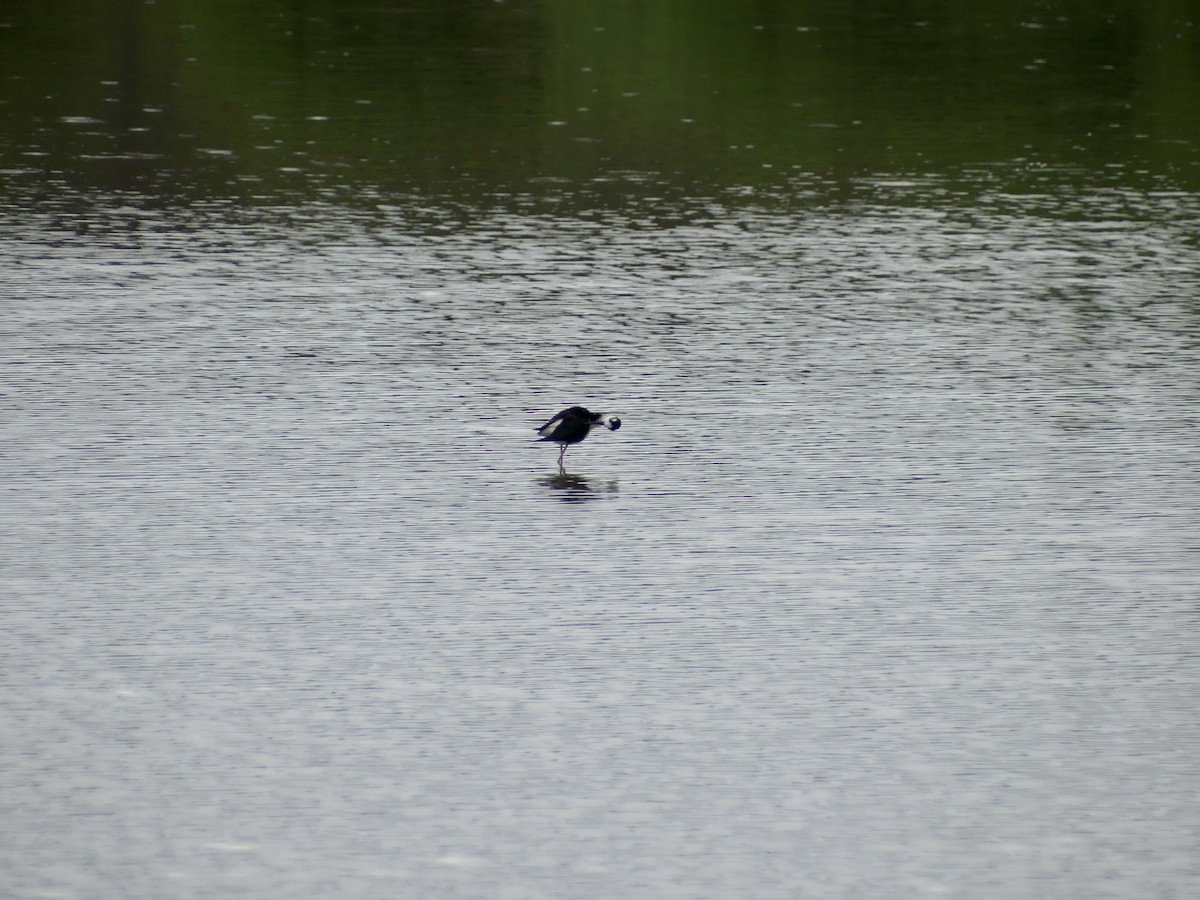 Black-necked Stilt - ML595986451