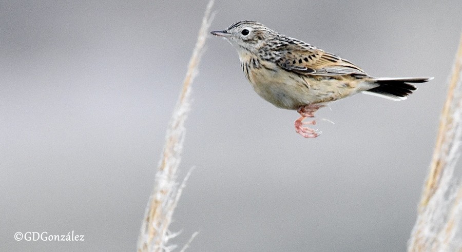 Hellmayr's Pipit - ML595987181