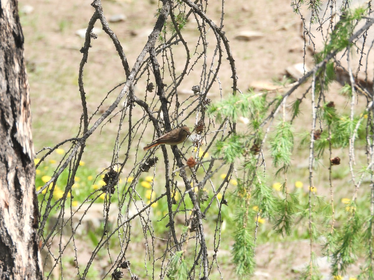 Common Redstart - ML595987321