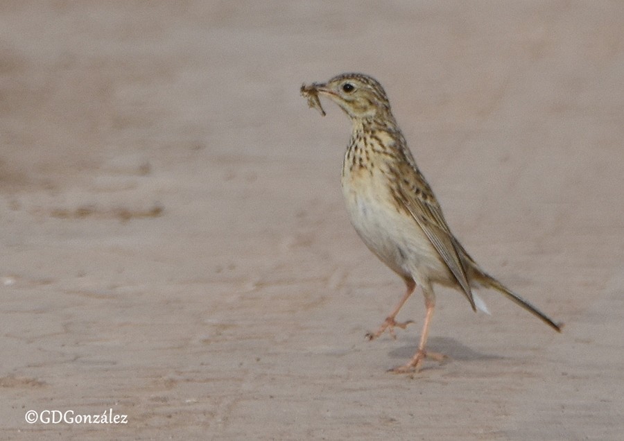 Short-billed Pipit - ML595987561