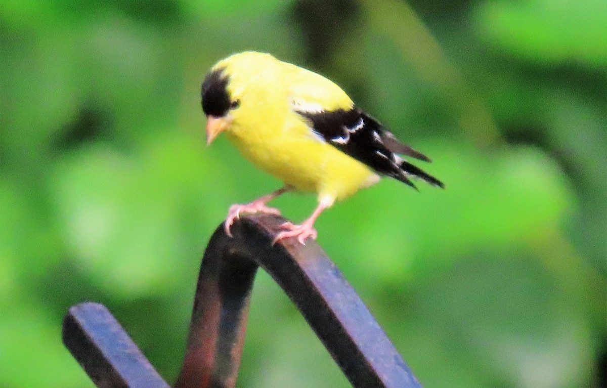 American Goldfinch - ML595987691