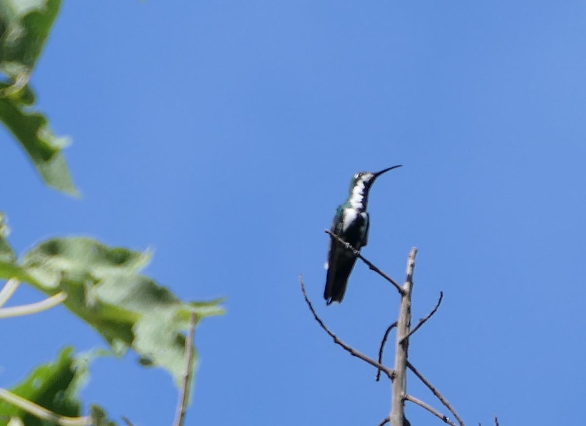 kolibřík tropický - ML595987981