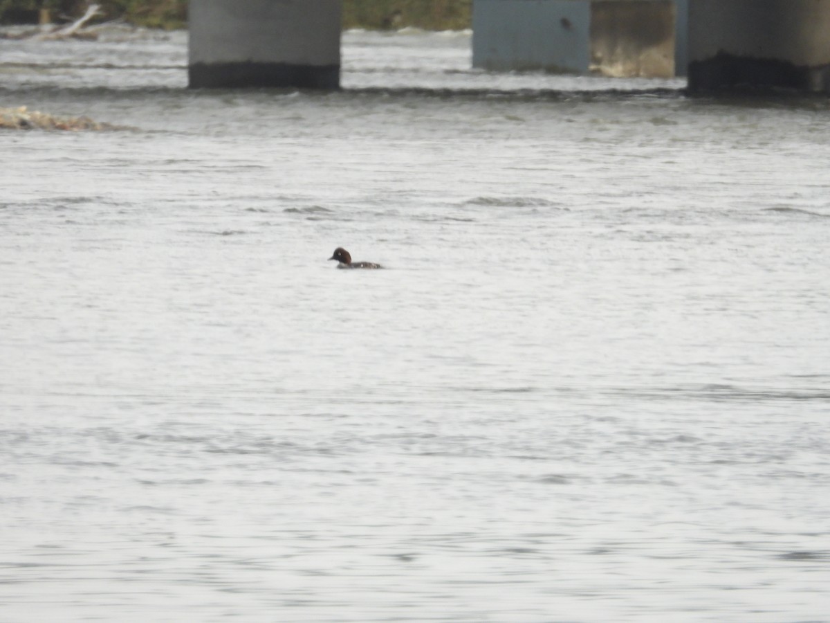 Common Goldeneye - Yuhao Sun