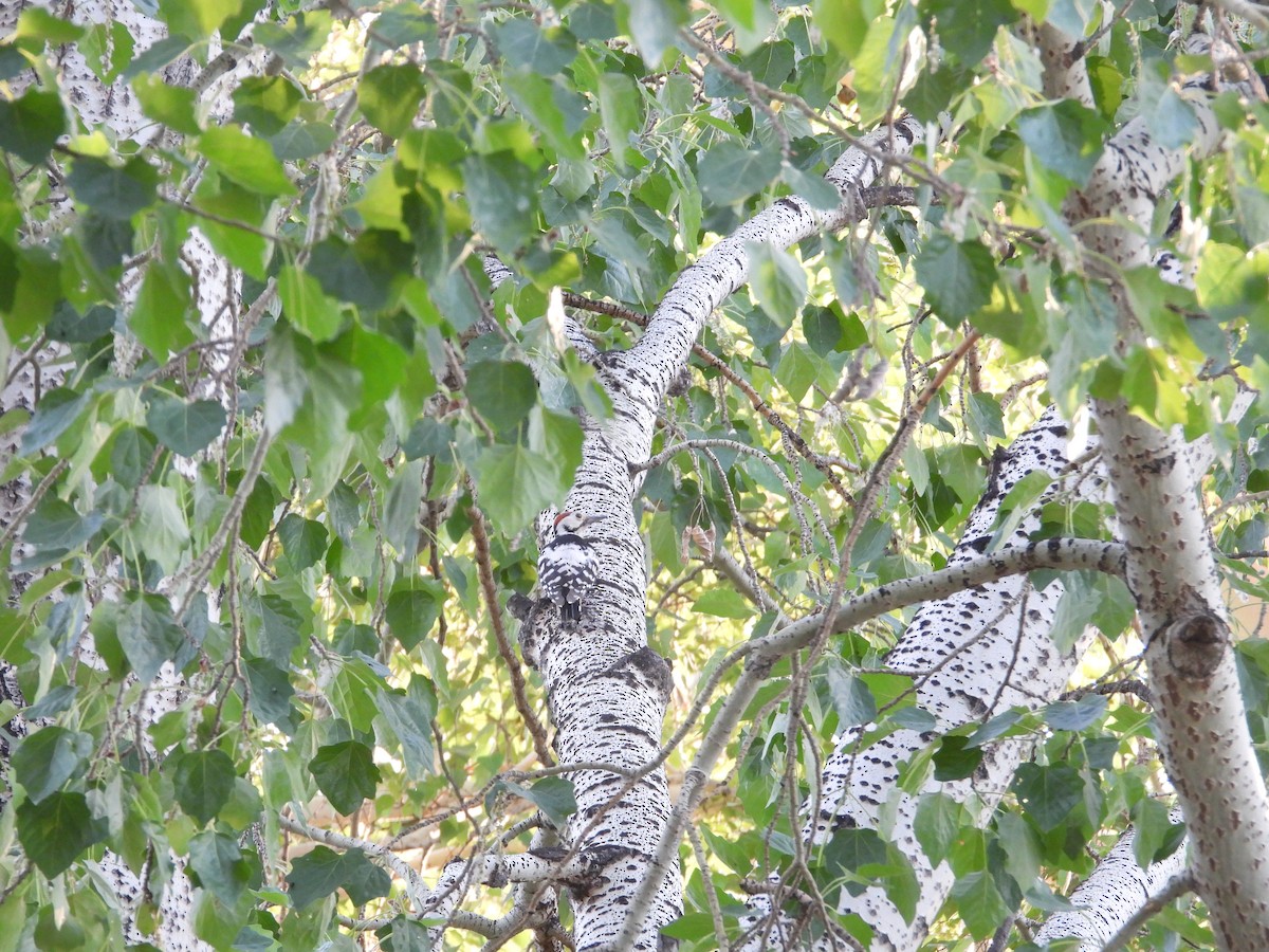 White-backed Woodpecker - Yuhao Sun