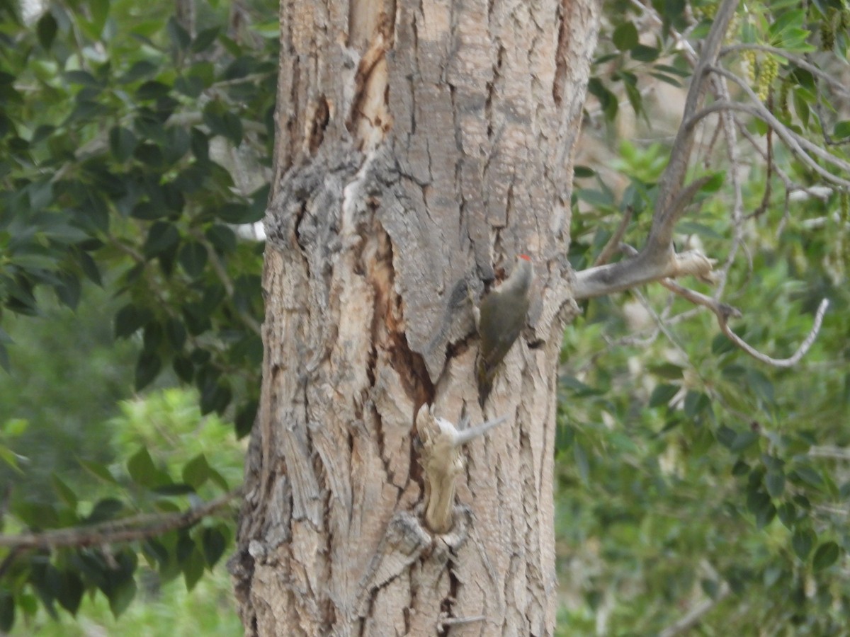 Gray-headed Woodpecker - Yuhao Sun