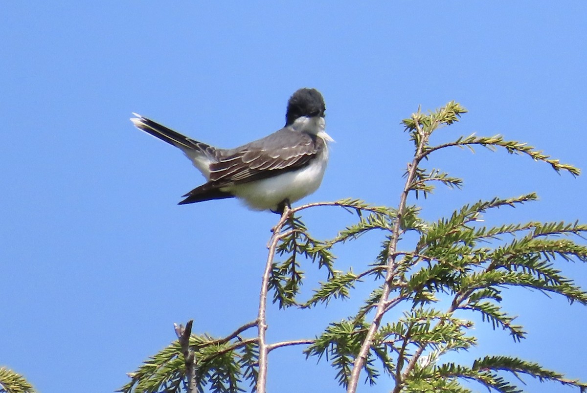 Eastern Kingbird - ML595988591