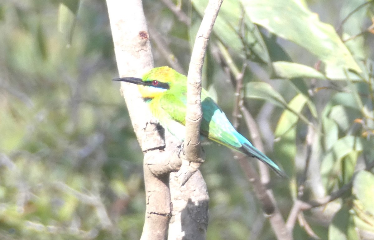 Rainbow Bee-eater - ML595989261