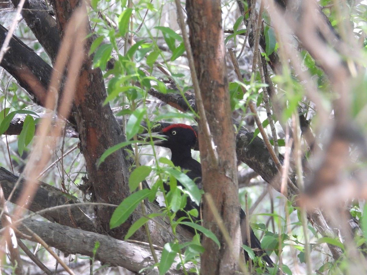 Black Woodpecker - ML595989341
