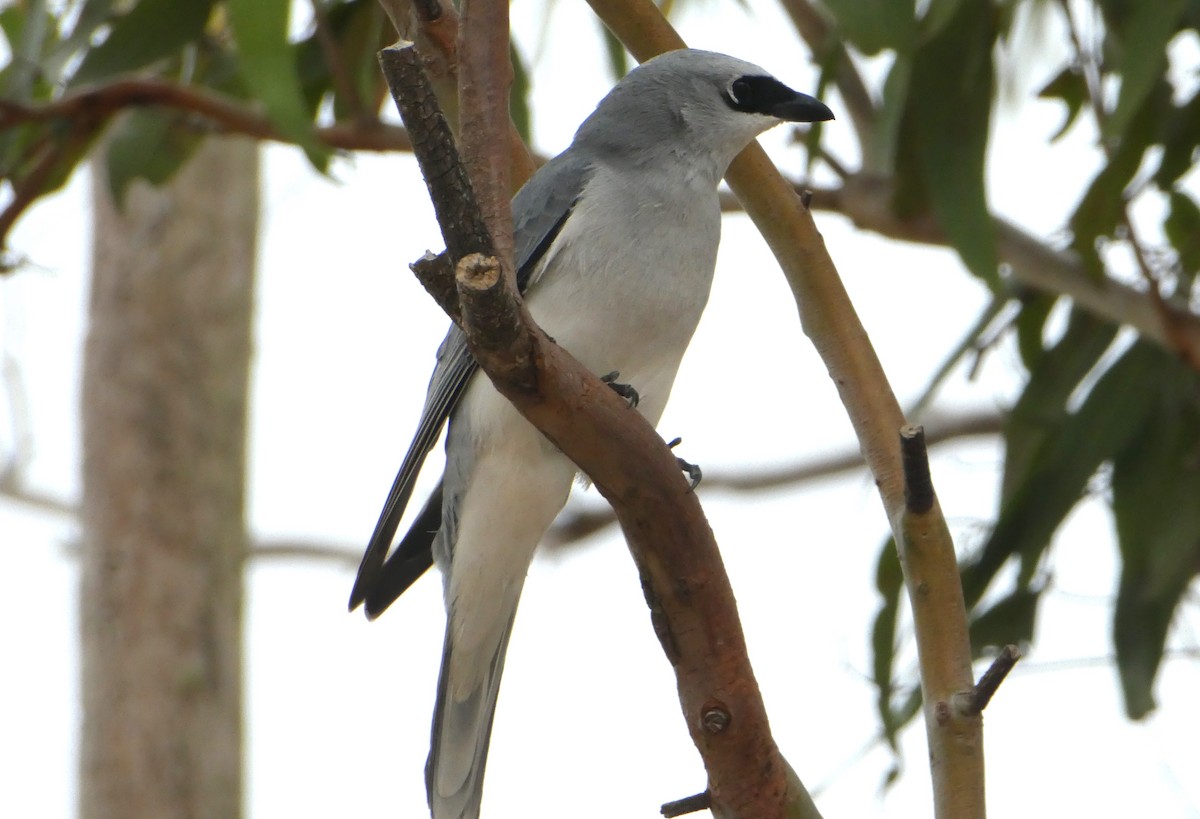 White-bellied Cuckooshrike - ML595989361