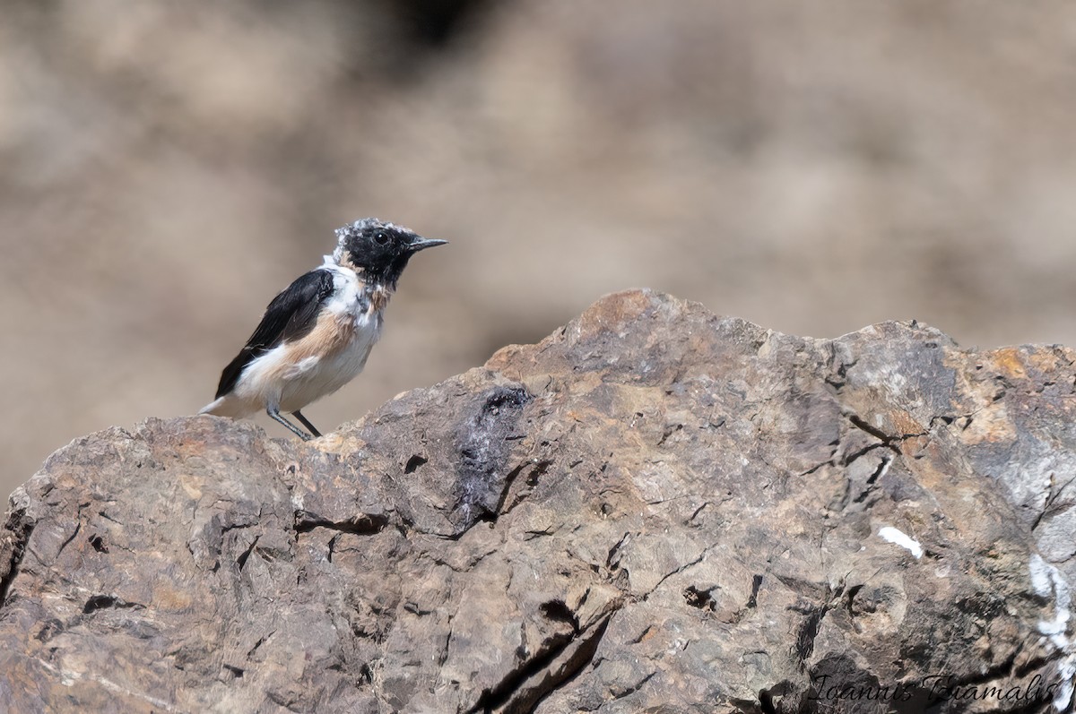 Eastern Black-eared Wheatear - ML595989601