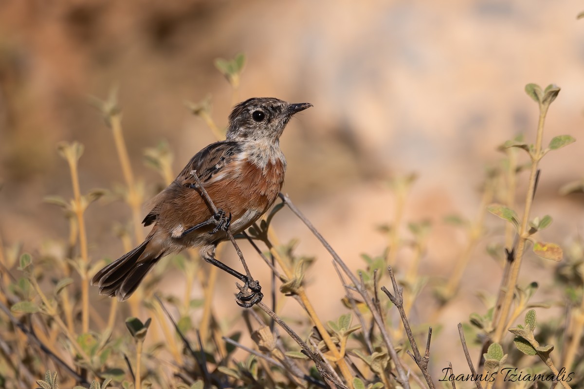 European Stonechat - ML595989641