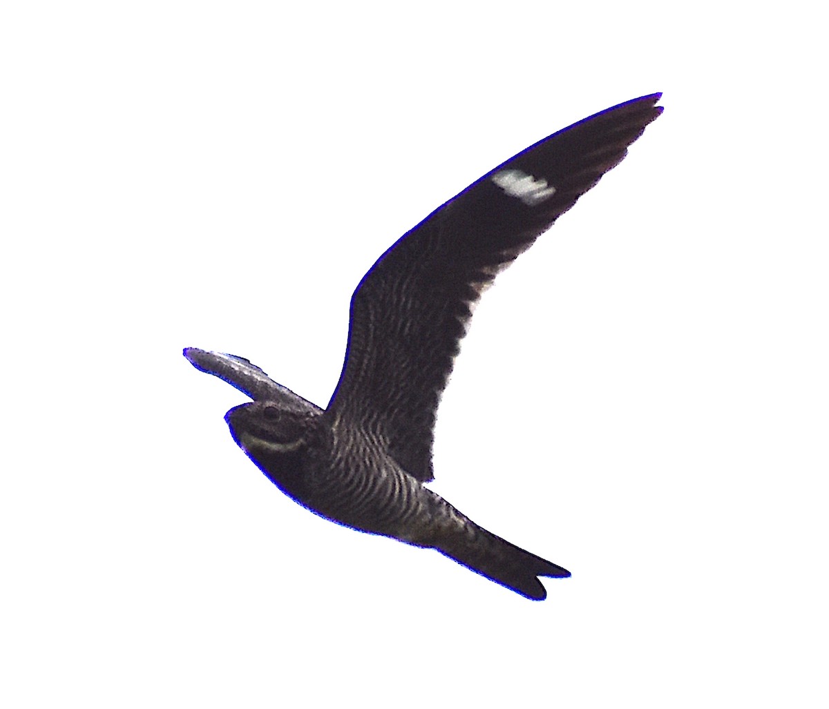 Common Nighthawk - ML595991521