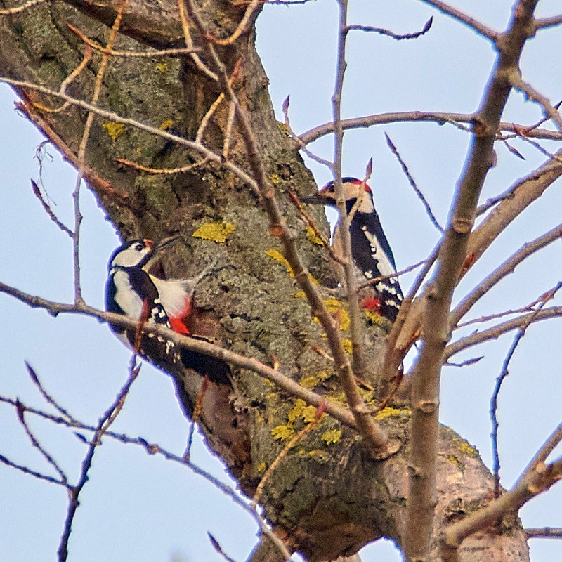 Great Spotted/Syrian Woodpecker - ML595992231