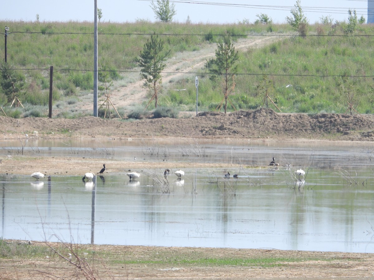 Whooper Swan - ML595992351