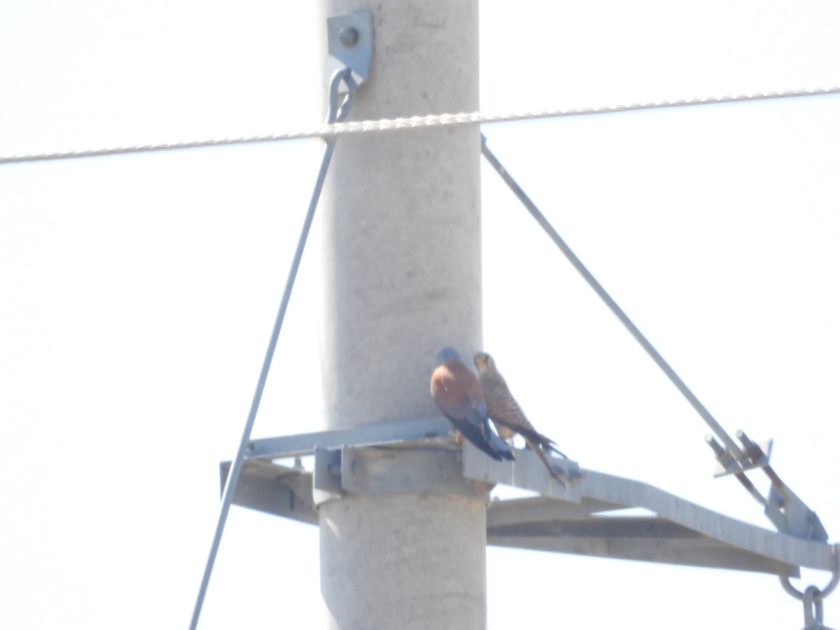 Lesser Kestrel - ML595992411