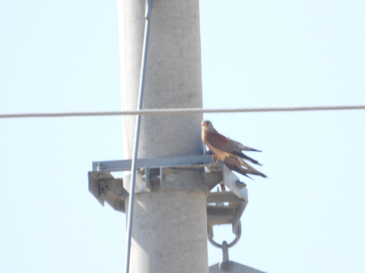 Lesser Kestrel - ML595992441