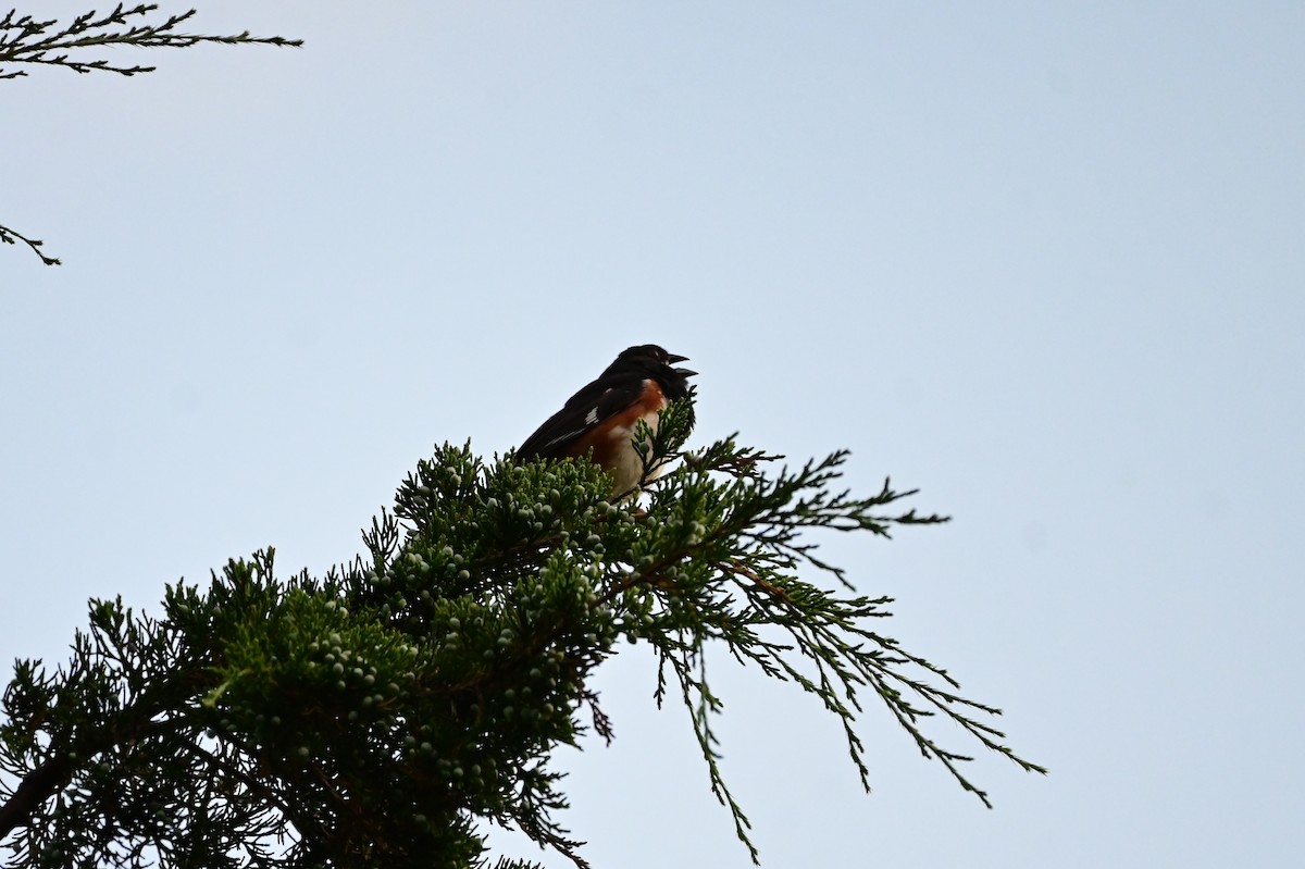 Eastern Towhee - Q B Schultze