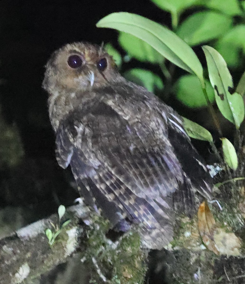 Rufescent Screech-Owl (Colombian) - ML595992821