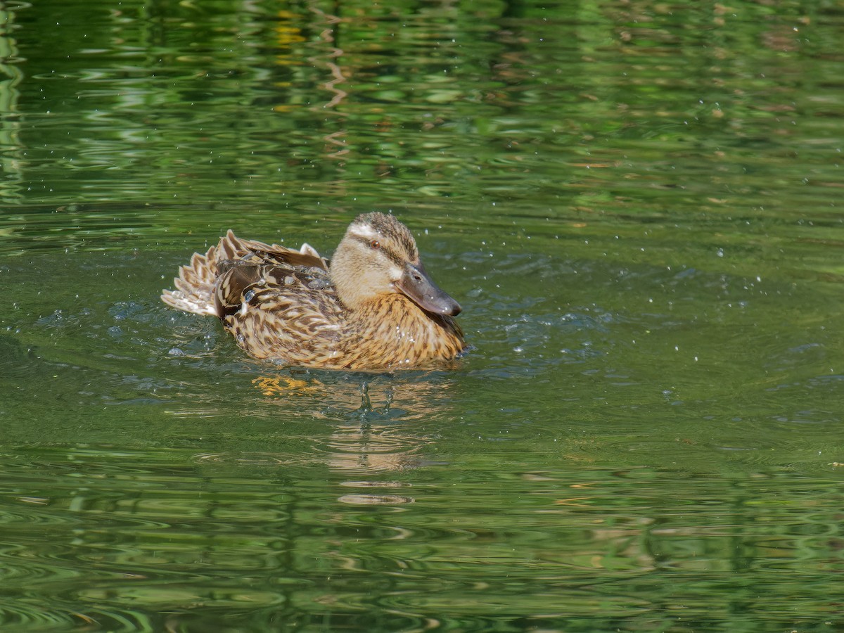 Stockente - ML595993151