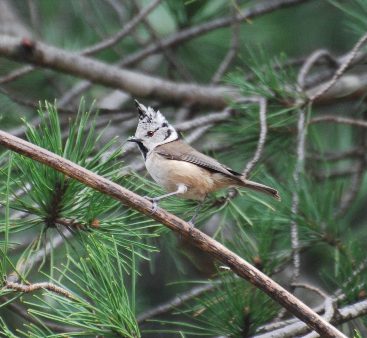 Crested Tit - ML595993391