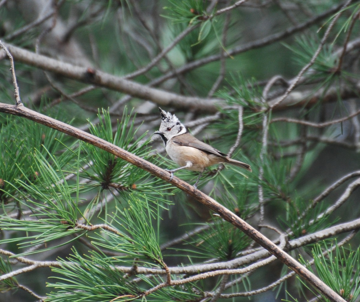 Crested Tit - ML595993401