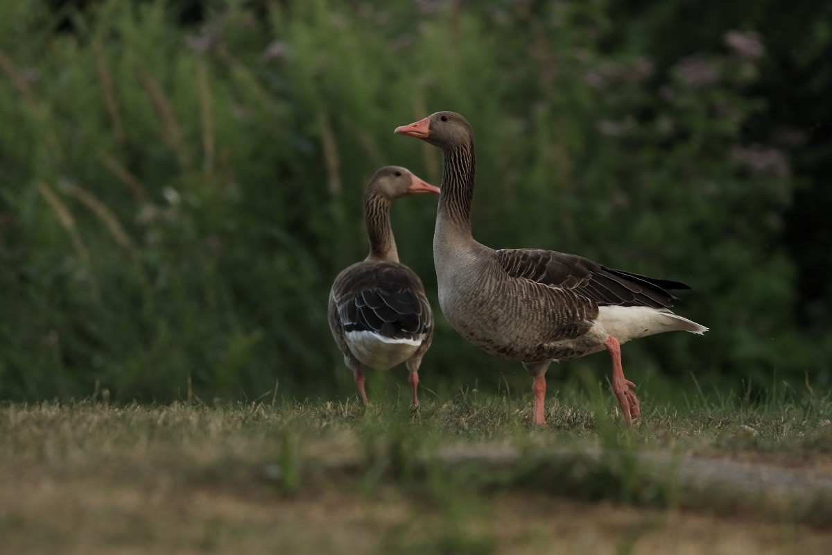 Graylag Goose - Grzegorz Burkowski