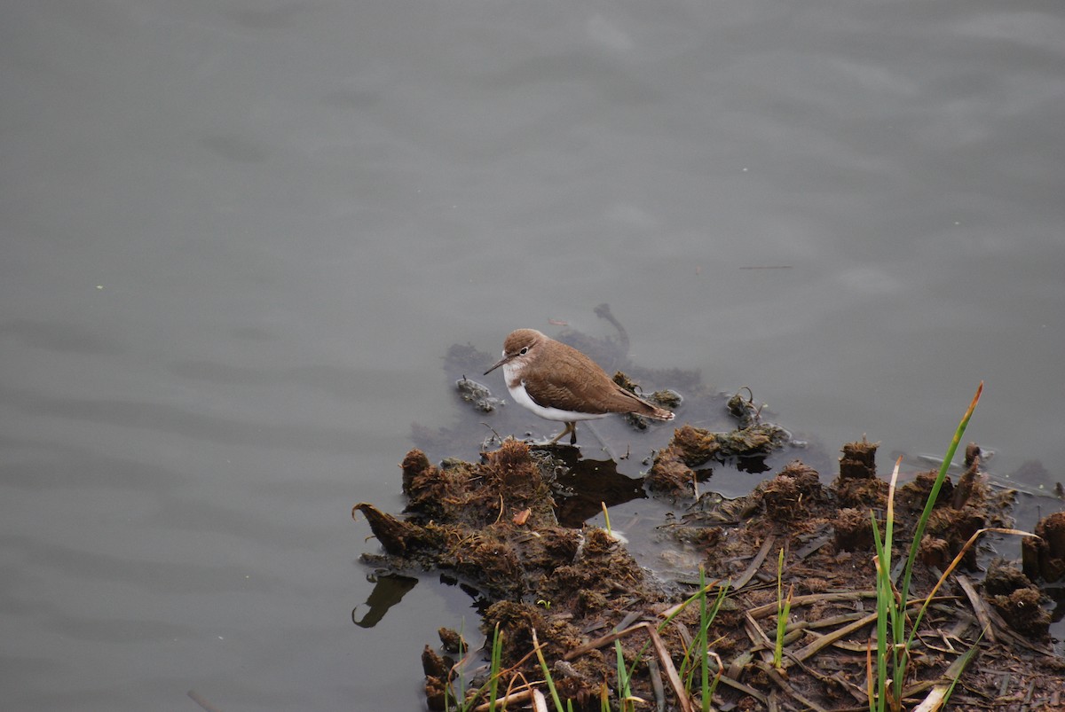 Common Sandpiper - ML595993871