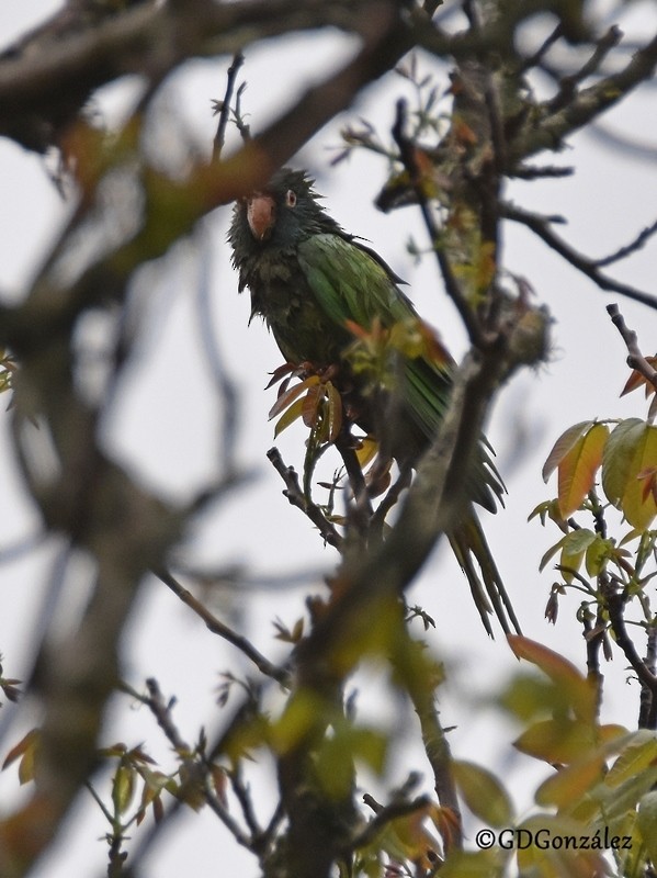 Blue-crowned Parakeet - ML595994071