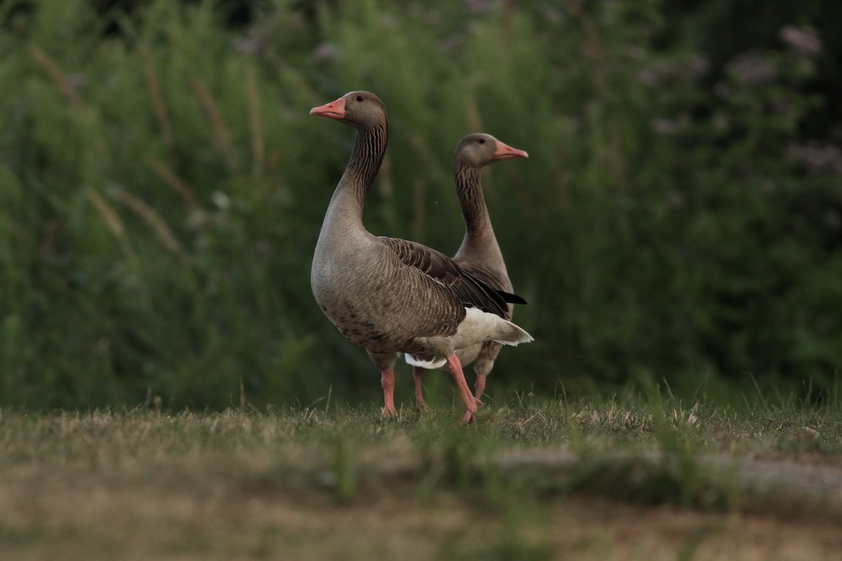 Graylag Goose - Grzegorz Burkowski