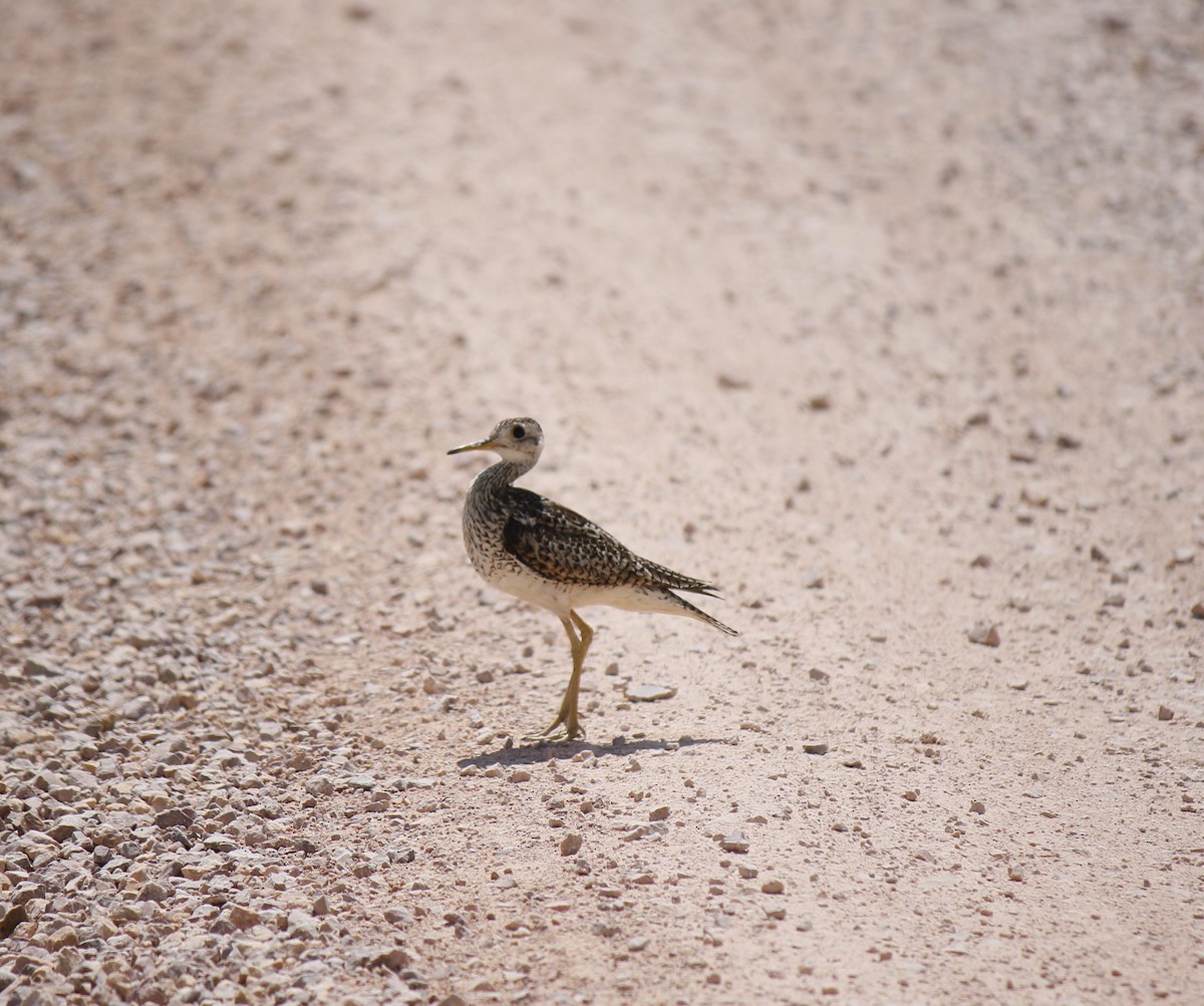 Upland Sandpiper - ML595994731