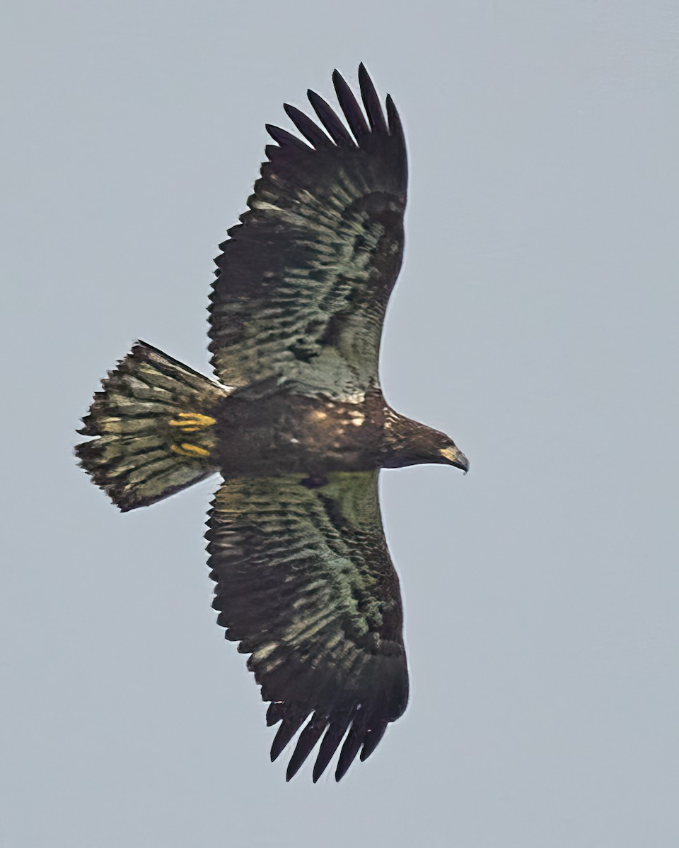 Bald Eagle - ML595994991