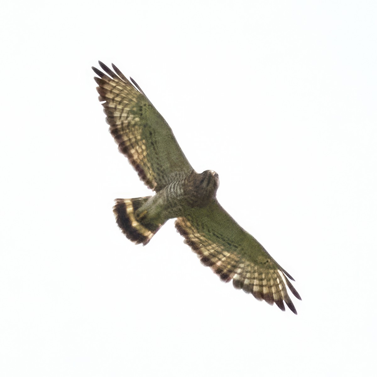 Broad-winged Hawk - ML595995051