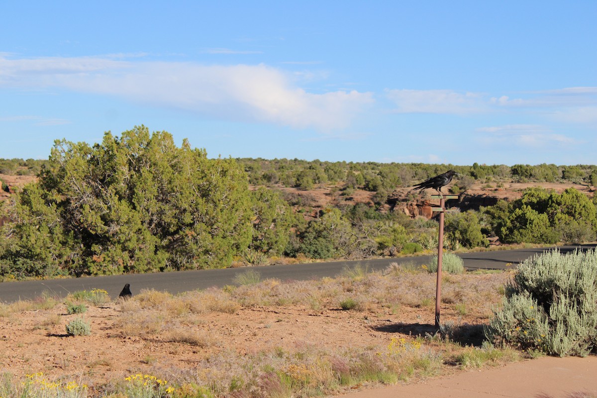 Common Raven - ML595995181