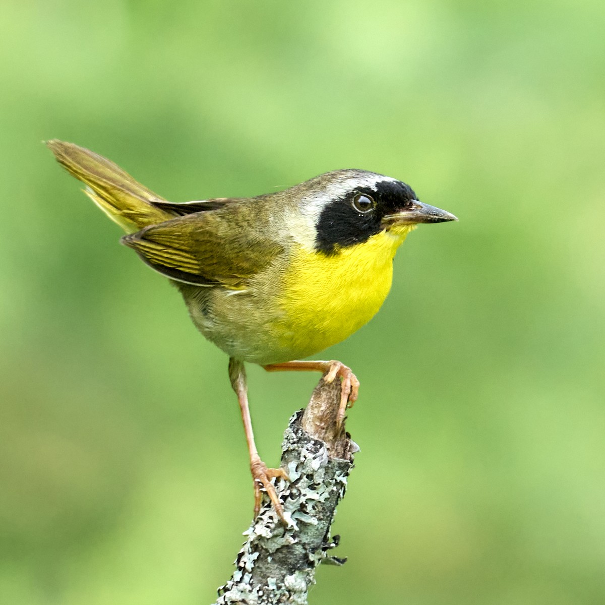 Common Yellowthroat - ML595995191