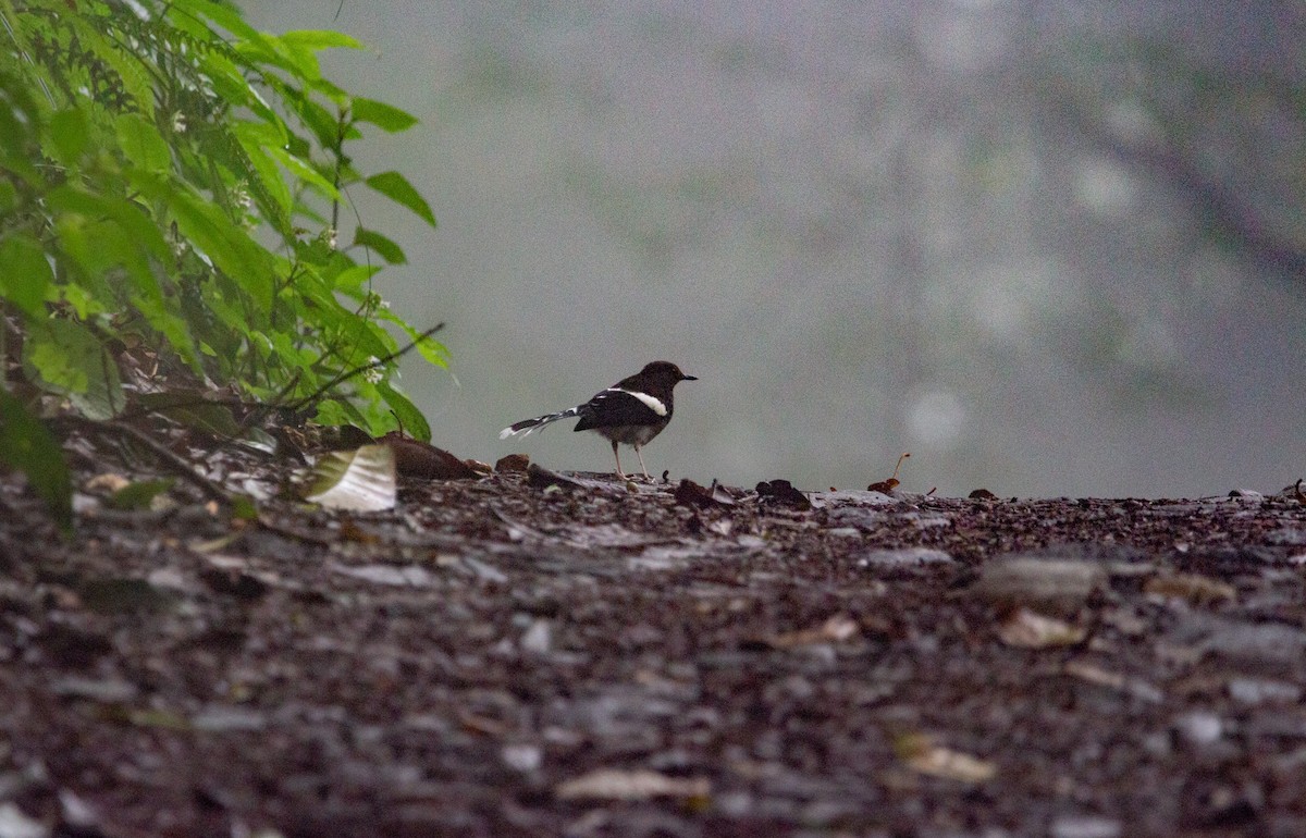 Spotted Forktail - ML595995461