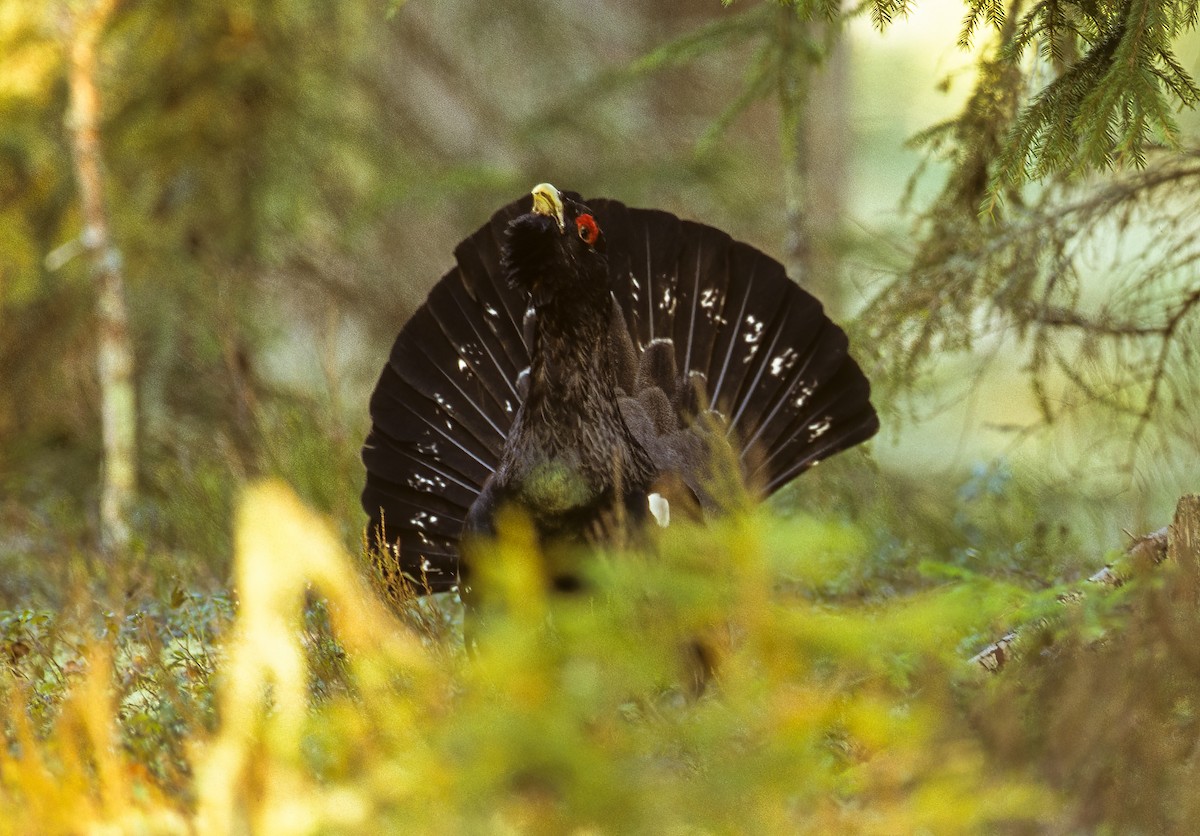 Western Capercaillie - ML595995471