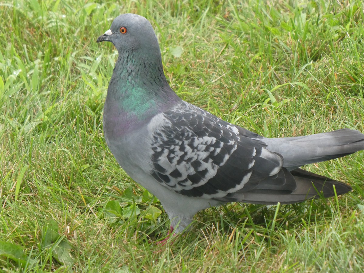 Rock Pigeon (Feral Pigeon) - ML595995811