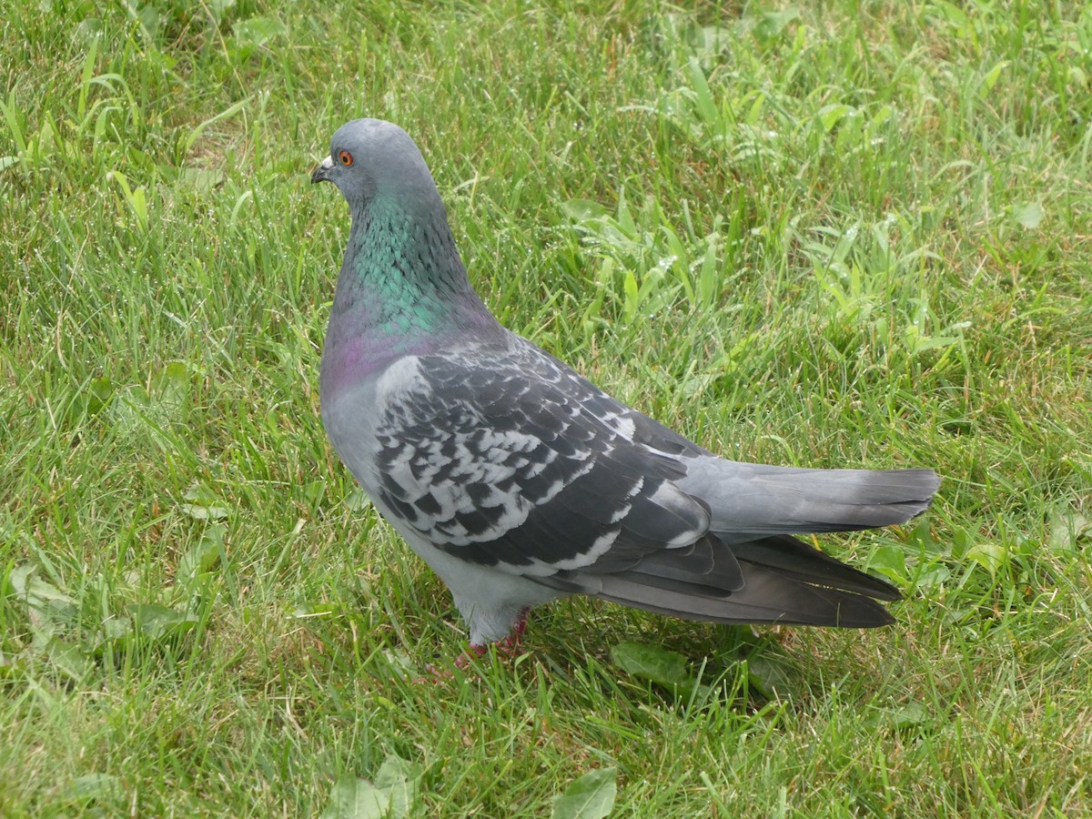 Rock Pigeon (Feral Pigeon) - ML595995821
