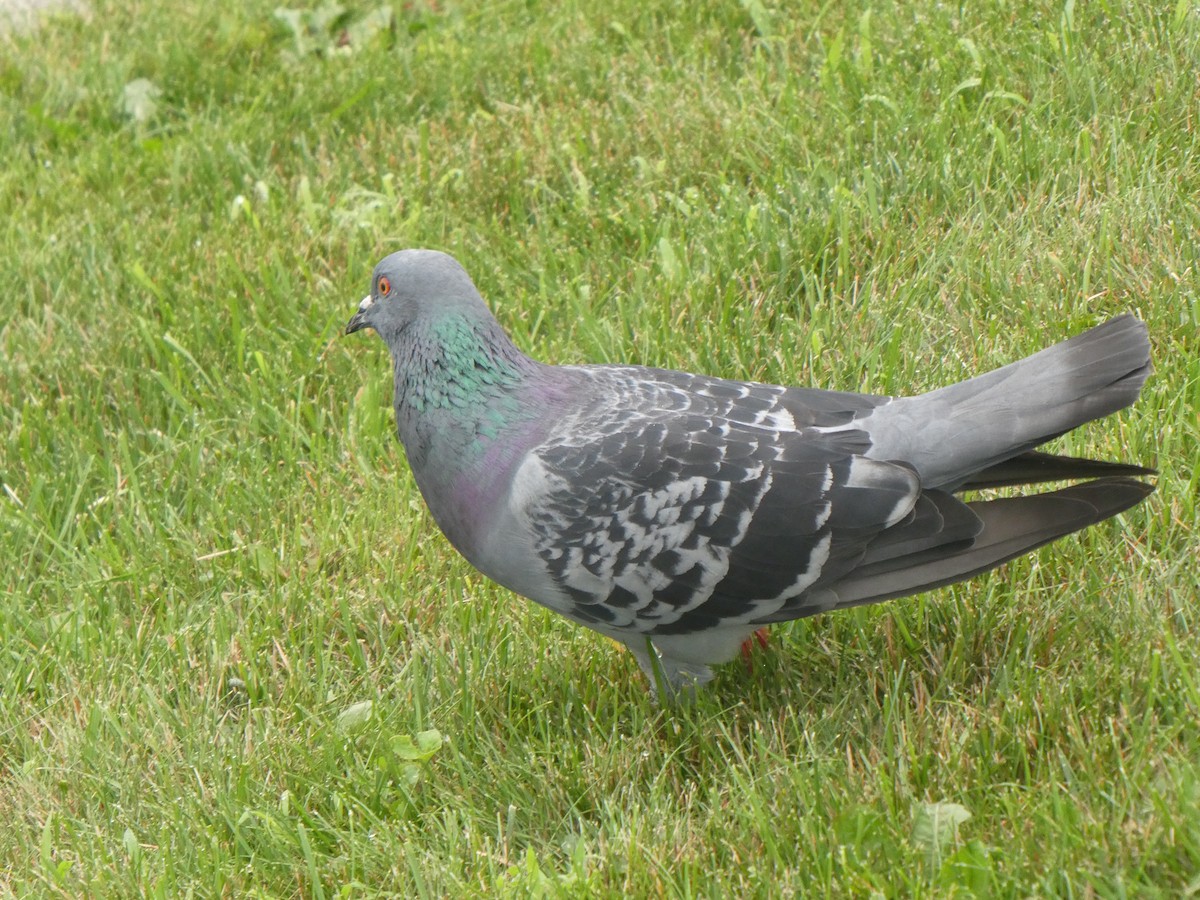 Rock Pigeon (Feral Pigeon) - ML595995831