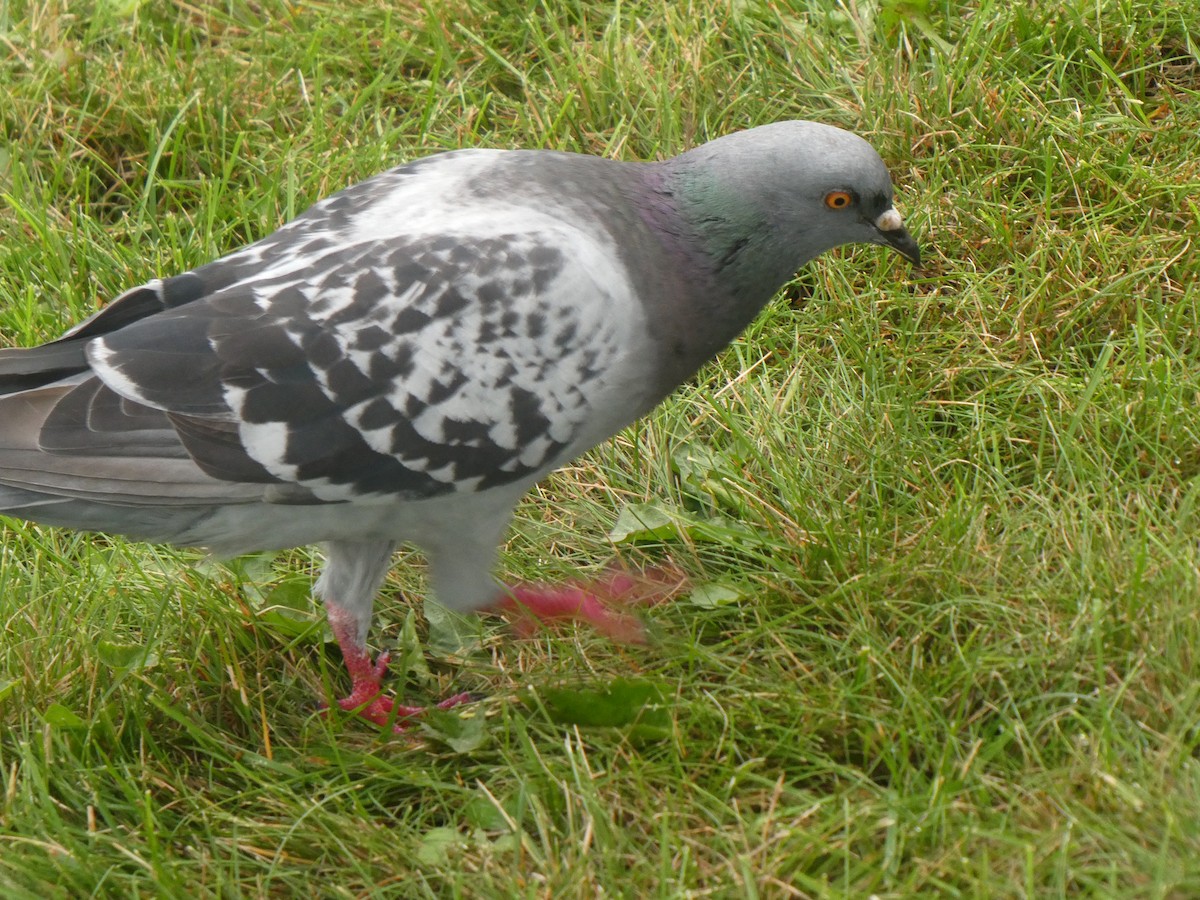 Pigeon biset (forme domestique) - ML595995841