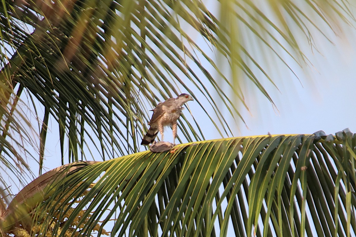 Cooper's Hawk - ML595996021