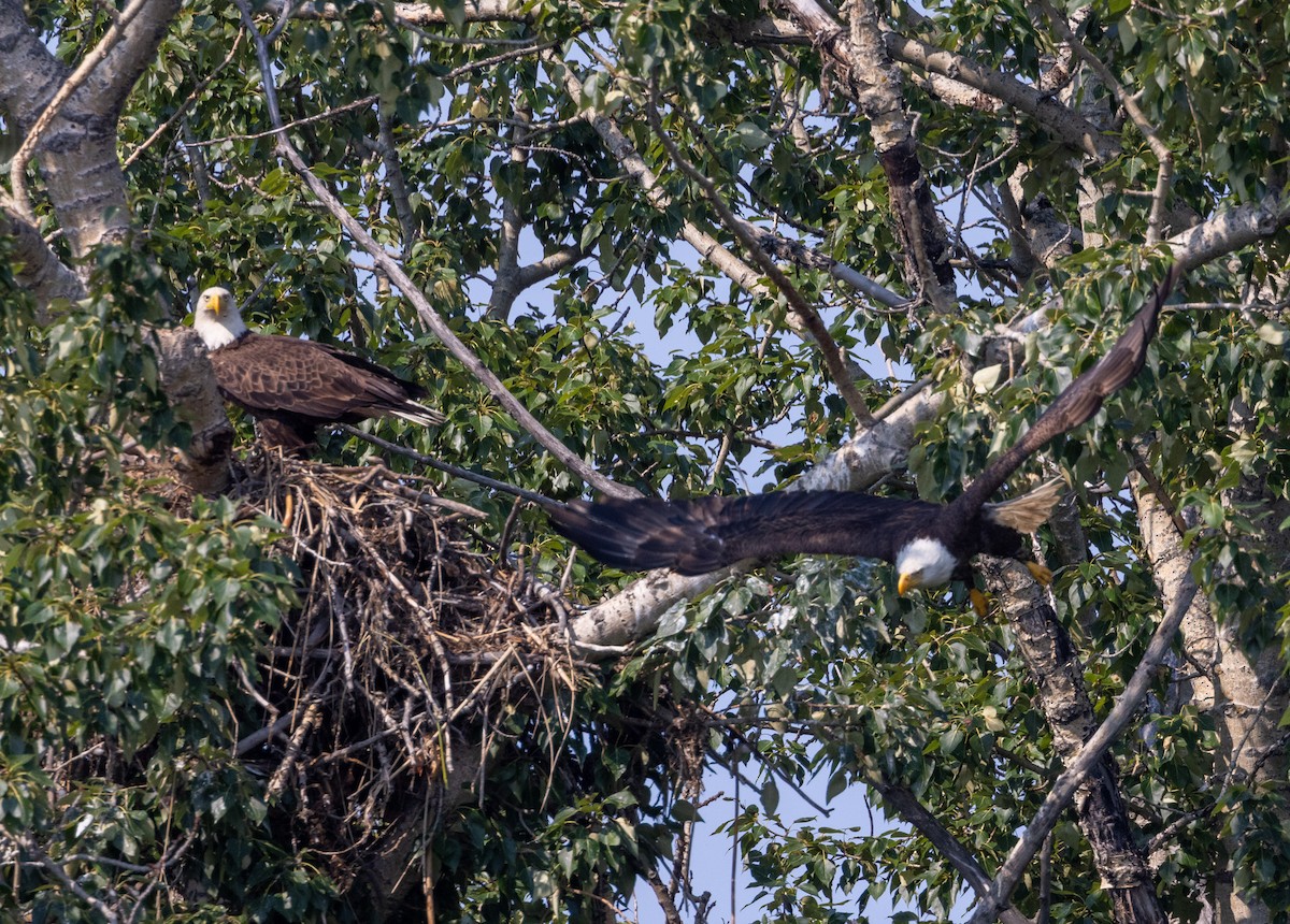 Weißkopf-Seeadler - ML595996401