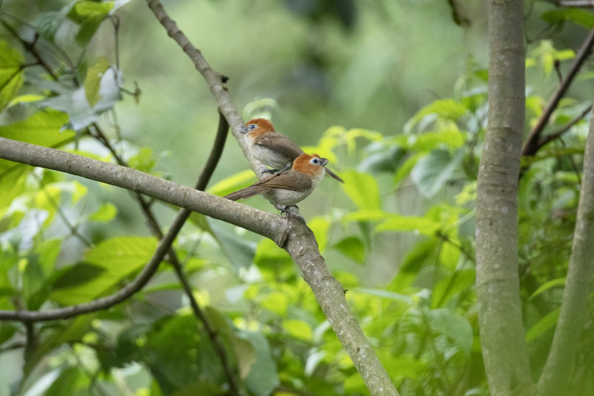 Rufous-headed Parrotbill - Jan-Peter  Kelder