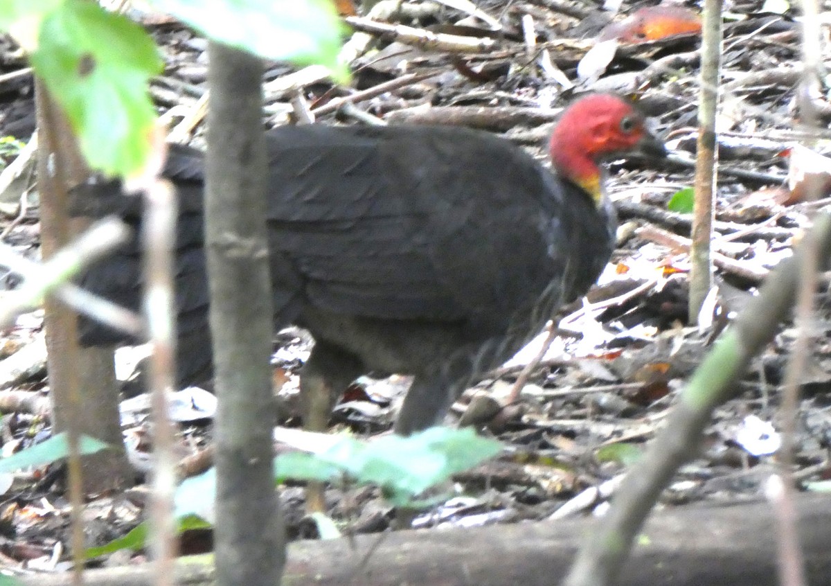 Australian Brushturkey - ML595997211